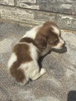 Jasper (dapple), a male Miniature Dachshund for sale in Paris, TX – 2 of 9