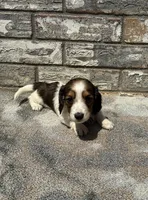 Kane, a male Miniature Dachshund for sale in Paris, TX – 5 of 8