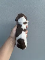 Jase, a male Miniature Dachshund for sale in Paris, TX – 4 of 6
