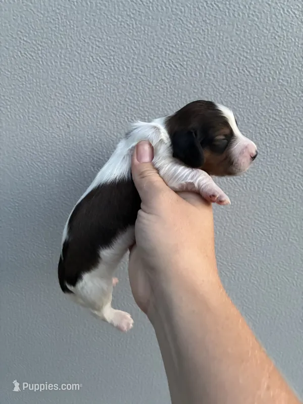 Kane – Miniature Dachshund puppy for sale in Paris, TX