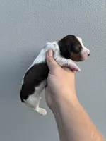 Kane, a male Miniature Dachshund for sale in Paris, TX – 1 of 6