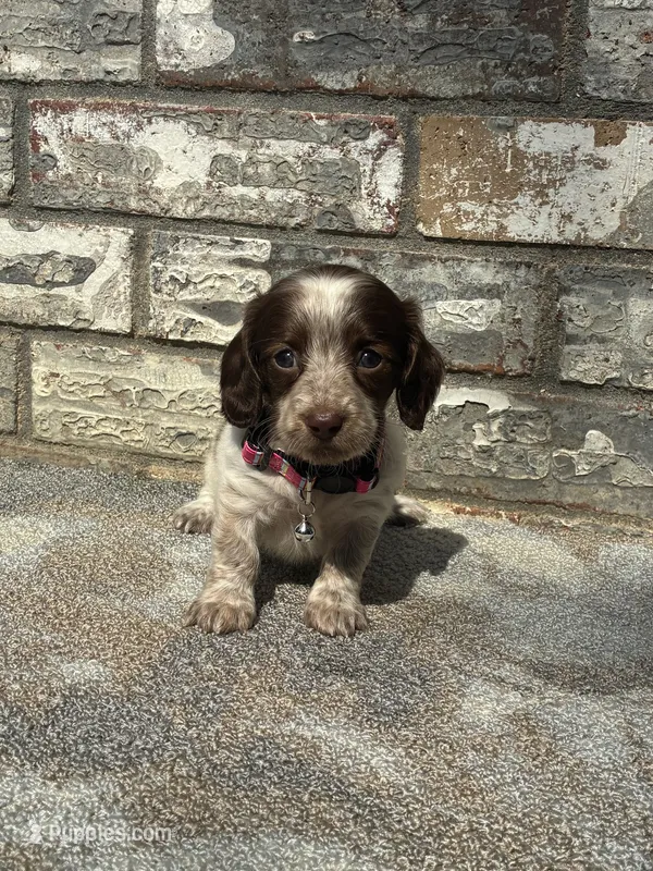 Dolly – Miniature Dachshund puppy for sale in Paris, TX