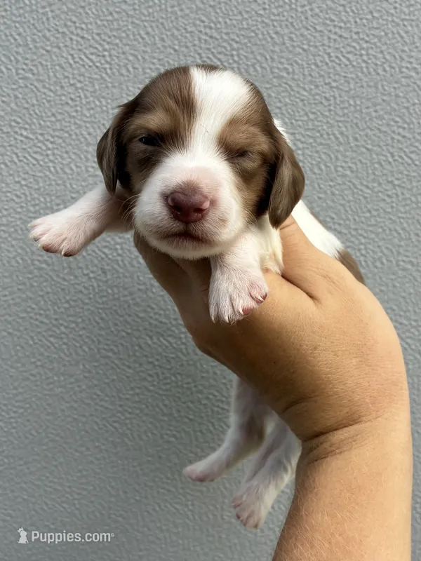 Jasper (dapple) – Miniature Dachshund puppy for sale in Paris, TX