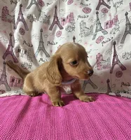 Neo, a male Miniature Dachshund for sale in Paris, TX – Photo 7 of 9