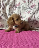 Neo, a male Miniature Dachshund for sale in Paris, TX – Photo 5 of 9