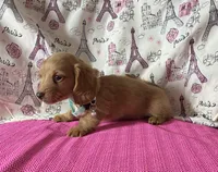 Neo, a male Miniature Dachshund for sale in Paris, TX – Photo 4 of 9