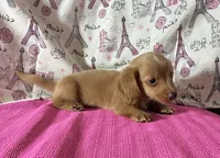 Neo, a male Miniature Dachshund for sale in Paris, TX – Photo 2 of 9