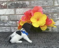 Tiny, a male Miniature Dachshund for sale in Paris, TX – Photo 3 of 6