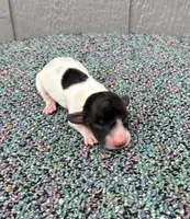 Tiny, a male Miniature Dachshund for sale in Paris, TX – Photo 3 of 7