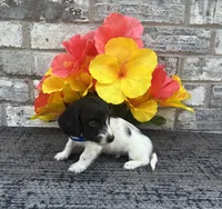 Tiny, a male Miniature Dachshund for sale in Paris, TX – Photo 5 of 6