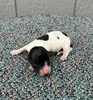 Tiny, a male Miniature Dachshund for sale in Paris, TX – Photo 1 of 7