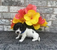 Tiny, a male Miniature Dachshund for sale in Paris, TX – Photo 6 of 6