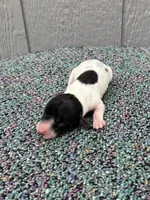 Tiny, a male Miniature Dachshund for sale in Paris, TX – Photo 5 of 7