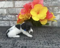 Tiny, a male Miniature Dachshund for sale in Paris, TX – Photo 2 of 6