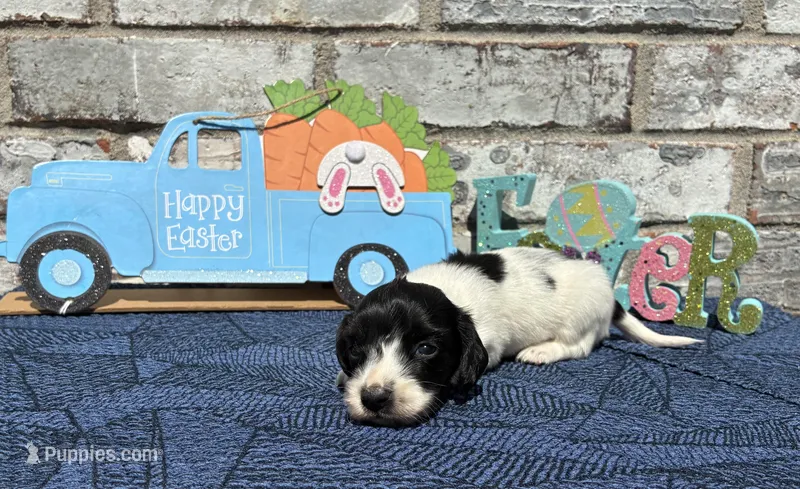 Tiny – Miniature Dachshund puppy for sale in Paris, TX