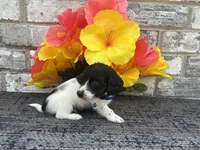 Tiny, a male Miniature Dachshund for sale in Paris, TX – Photo 4 of 6