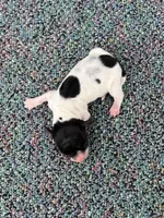 Tiny, a male Miniature Dachshund for sale in Paris, TX – Photo 7 of 7