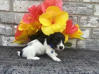 Tiny, a male Miniature Dachshund for sale in Paris, TX – Photo 1 of 6