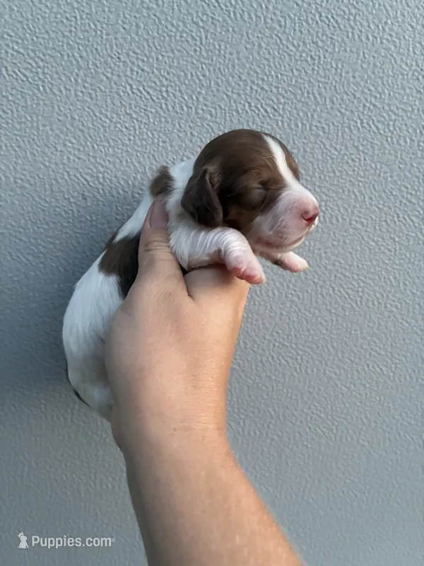 Jase – Miniature Dachshund puppy for sale in Paris, TX