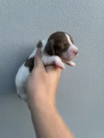 Jase, a male Miniature Dachshund for sale in Paris, TX – 1 of 6
