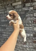 Jasper (dapple), a male Miniature Dachshund for sale in Paris, TX – 7 of 9