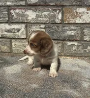 Jasper (dapple), a male Miniature Dachshund for sale in Paris, TX – 4 of 9
