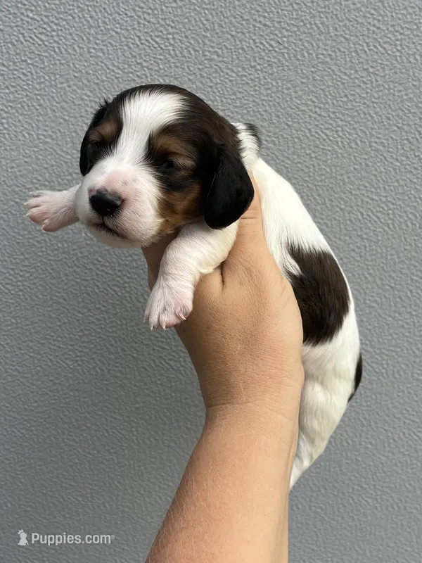 Kane – Miniature Dachshund puppy for sale in Paris, TX