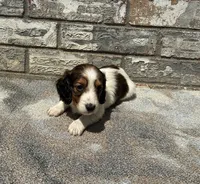 Kane, a male Miniature Dachshund for sale in Paris, TX – 4 of 8