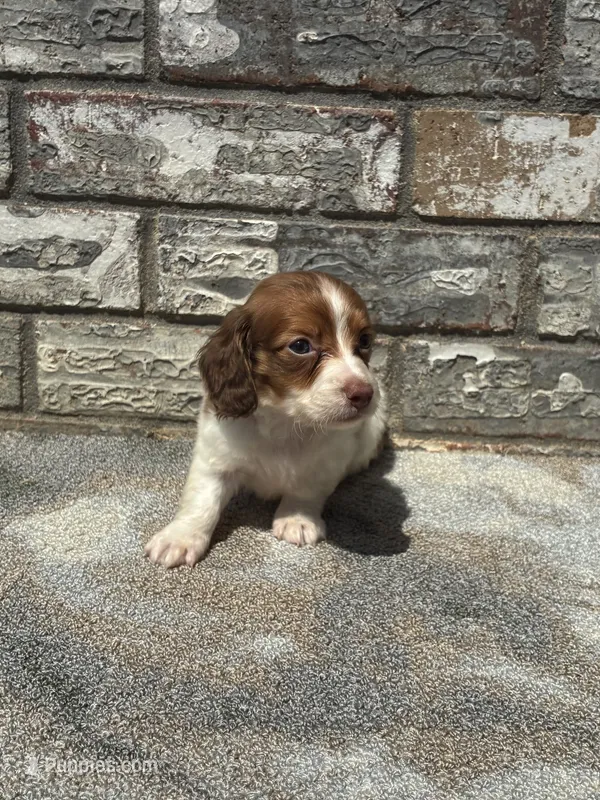 Jase – Miniature Dachshund puppy for sale in Paris, TX