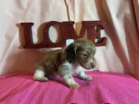 Lady, a female Miniature Dachshund for sale in Paris, TX – Photo 3 of 7