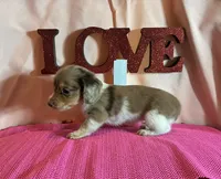 Lady, a female Miniature Dachshund for sale in Paris, TX – Photo 1 of 7