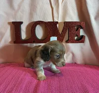 Lady, a female Miniature Dachshund for sale in Paris, TX – Photo 7 of 7