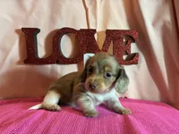 Lady, a female Miniature Dachshund for sale in Paris, TX – Photo 4 of 7