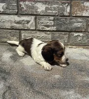 Kane, a male Miniature Dachshund for sale in Paris, TX – 7 of 8