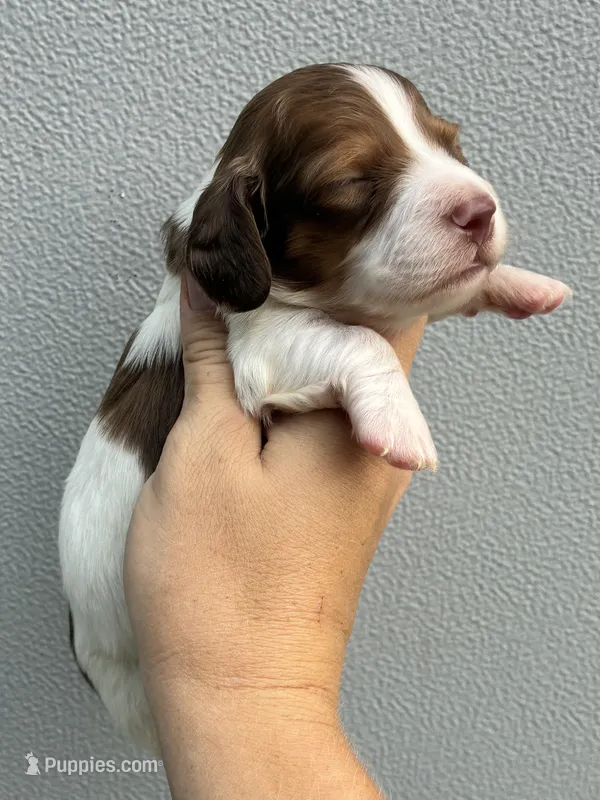 Jase – Miniature Dachshund puppy for sale in Paris, TX