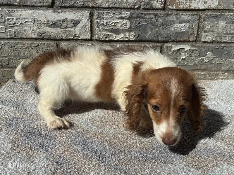 Jase – Miniature Dachshund puppy for sale in Paris, TX