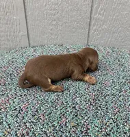 Suny, a male Miniature Dachshund for sale in Paris, TX – Photo 4 of 6