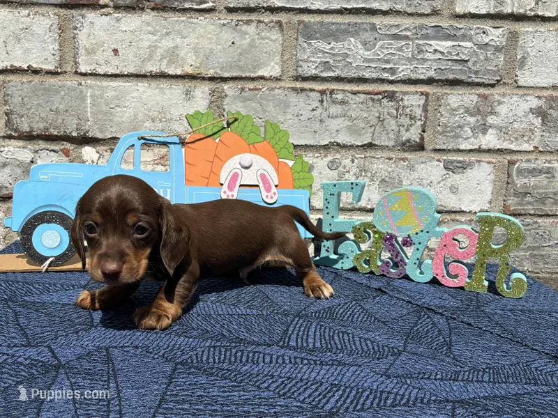 Suny – Miniature Dachshund puppy for sale in Paris, TX