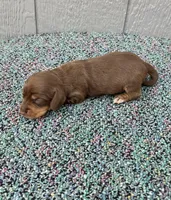 Suny, a male Miniature Dachshund for sale in Paris, TX – Photo 3 of 6