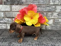 Suny, a male Miniature Dachshund for sale in Paris, TX – Photo 3 of 7