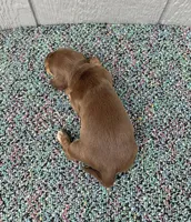 Suny, a male Miniature Dachshund for sale in Paris, TX – Photo 6 of 6