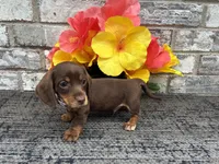 Suny, a male Miniature Dachshund for sale in Paris, TX – Photo 4 of 7