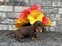 Suny, a male Miniature Dachshund for sale in Paris, TX – Photo 7 of 7