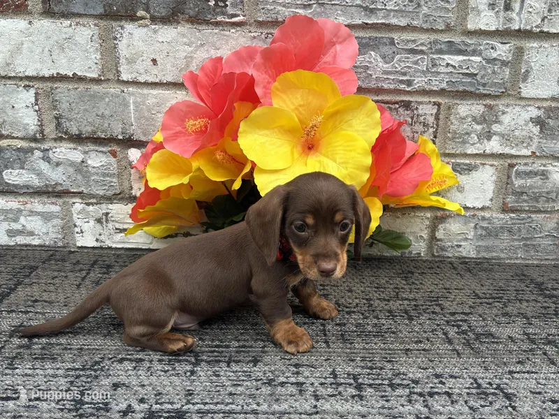 Suny – Miniature Dachshund puppy for sale in Paris, TX