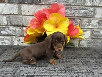 Suny, a male Miniature Dachshund for sale in Paris, TX – Photo 1 of 7