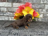 Suny, a male Miniature Dachshund for sale in Paris, TX – Photo 5 of 7