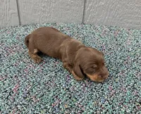 Suny, a male Miniature Dachshund for sale in Paris, TX – Photo 2 of 6