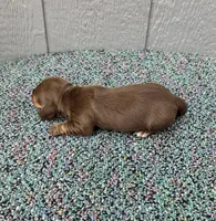 Suny, a male Miniature Dachshund for sale in Paris, TX – Photo 5 of 6