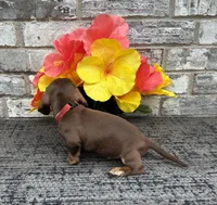 Suny, a male Miniature Dachshund for sale in Paris, TX – Photo 6 of 7