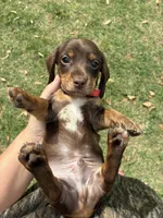 Suny, a male Miniature Dachshund for sale in Paris, TX – Photo 2 of 7